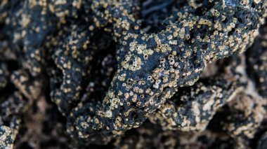 Volkanik plajlar ve resifleri Kanarya Adaları. İspanya'daki volkanik adalar.