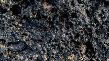 Volkanik plajlar ve resifleri Kanarya Adaları. İspanya'daki volkanik adalar.