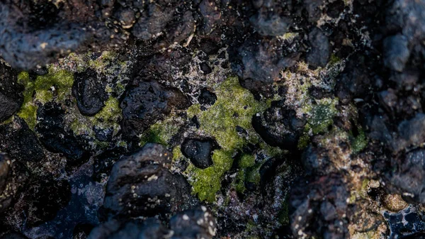 Playas volcánicas y arrecifes de Canarias. Islas volcánicas de España . —  Fotos de Stock