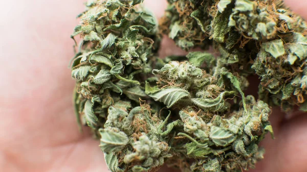 Marijuana buds on white background. Close up of a marijuana flower — Stock Photo, Image