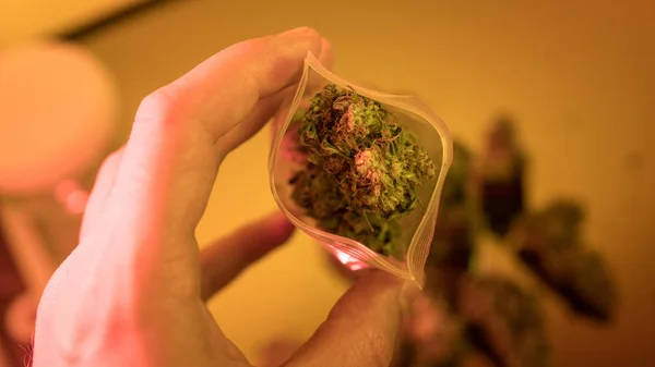 Brotes de marihuana en manos de rasta mans close-up .medical marijuana dispensary concept —  Fotos de Stock