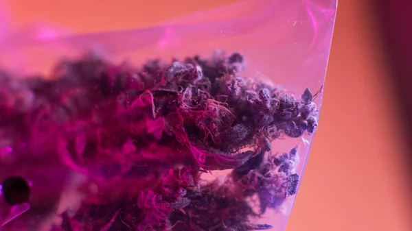 Packed in a plastic bag buds of purple haze marijuana . Designer strains of marijuana — Stock Photo, Image