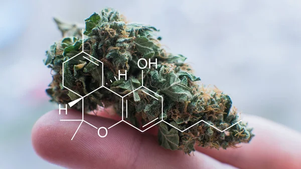 Konzert von medizinischem Marihuana Behandlung. THC-Element-Diagramm — Stockfoto