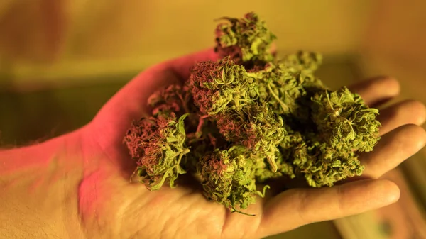 esrar tomurcukları Cbd Thca Cbn kimyasal elementler