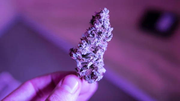Primer plano de los brotes de marihuana medicinal — Foto de Stock