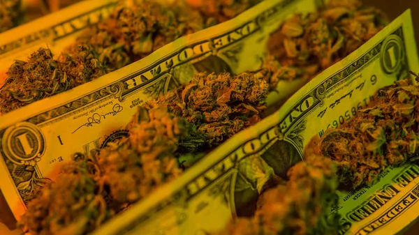 Stor medicinsk marijuana knoppar på dollar bakgrunden. Olagliga narkotiska trafik — Stockfoto