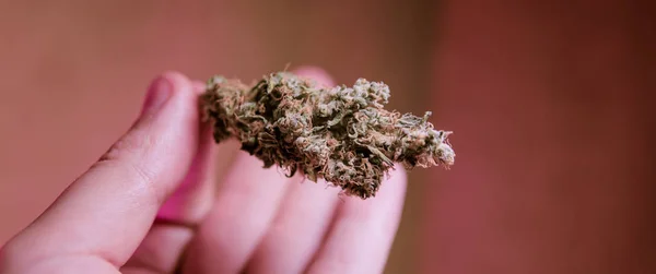 Medicinsk användning av healing marijuana cbd thc . — Stockfoto