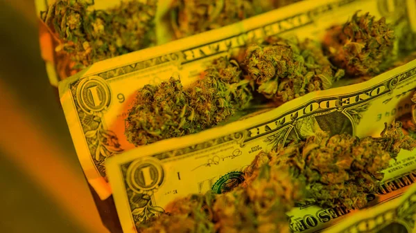 Grandes botões de marijuana medicinal no fundo dos dólares. Tráfico ilegal de narcóticos — Fotografia de Stock