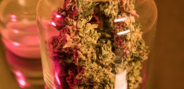 Esrar esrar sativa kafaları arka plan.