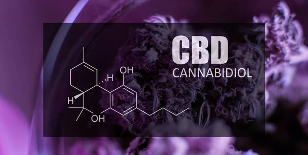 Esrar tomurcukları resim formül Cbd yakın çekim. Esrar kavramı şifa 