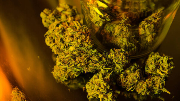 Лечение медицинских штаммов марихуаны марихуаны крупным планом. Легализация свободы
