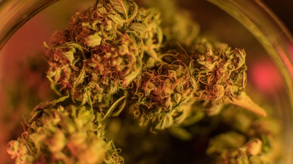 Botões de cannabis medicinal close-up . — Fotografia de Stock