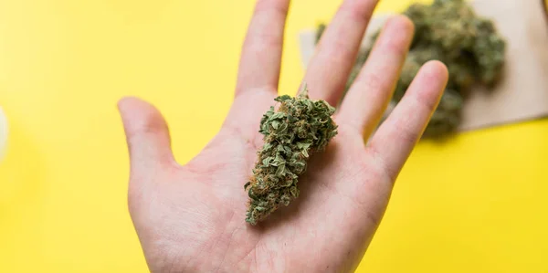 Grandes botões de maconha em uma mão masculina em um fundo amarelo — Fotografia de Stock