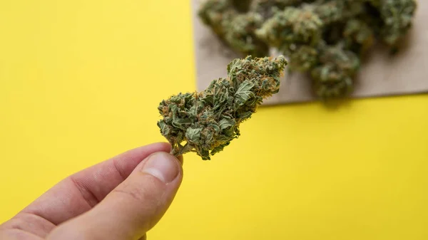 Cierre de mano sostenga una pila de brotes de marihuana . — Foto de Stock
