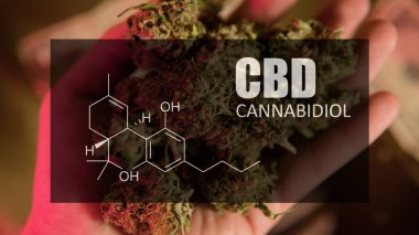 Esrar esrar tomurcukları formül Cbd cannabidiol görüntü ile 
