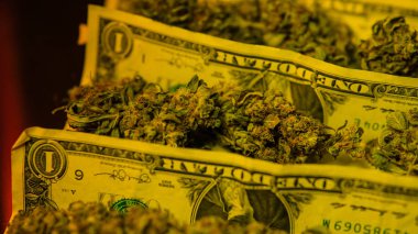 esrar tomurcukları çok dolar faturaları yakın çekim. 