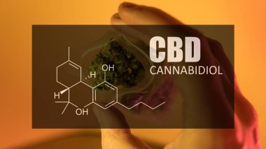 Formül Cbd cannabidiol resmini güçlü baskı teklif esrar tomurcukları 