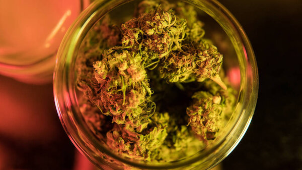 Лечение медицинских штаммов марихуаны марихуаны крупным планом. Легализация свободы
