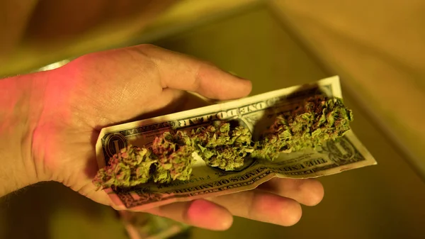 Primer plano de brotes de cannabis medicinal . —  Fotos de Stock