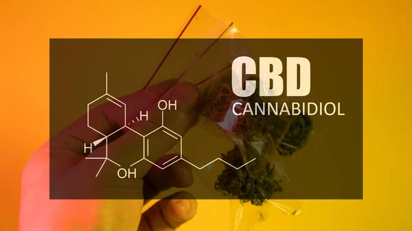 Ofrezca brotes de marihuana de fuerte cepa con la imagen de la fórmula CBD cannabidiol — Foto de Stock