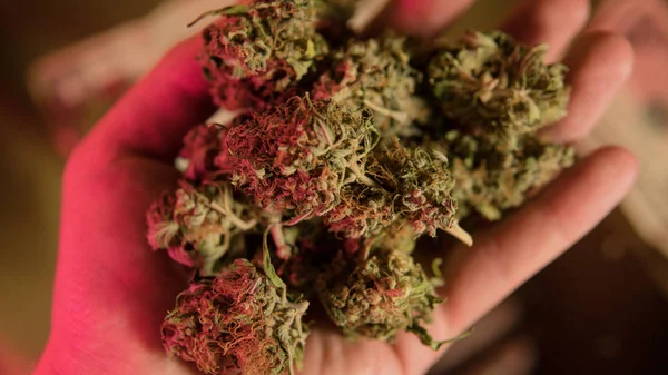 Botões de cannabis medicinal close-up . — Fotografia de Stock