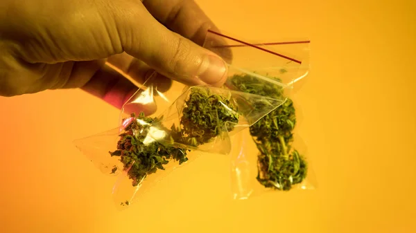 Cannabis marihuana sativa cabezas fondo . — Foto de Stock
