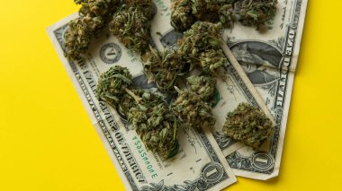 Tıbbi marihuana tomurcukları. Yakın plan. Sarı arka planda duran büyük ot külahları ve dolar..