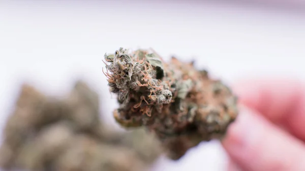 De toppen van de marihuana op witte achtergrond. Close up van een marihuana-bloem — Stockfoto