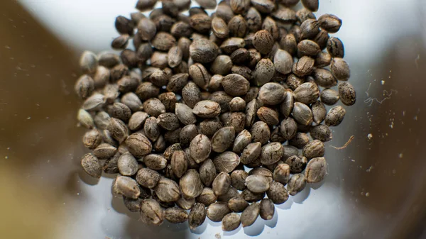 Свежие семена марихуаны крупным планом . — стоковое фото
