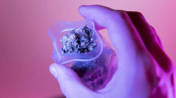 Cómo cultivar enormes cogollos de marihuana. Cosecha de cogollos de marihuana —  Fotos de Stock