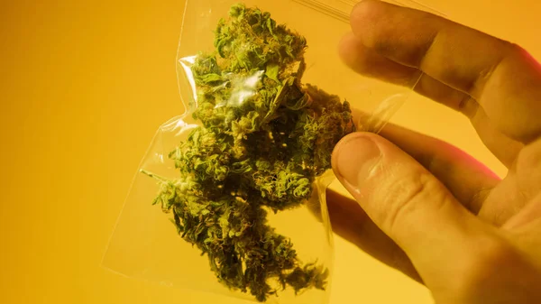 How To Grow Huge Marijuana Buds.   Marijuana Buds Harvest — Stock Photo, Image