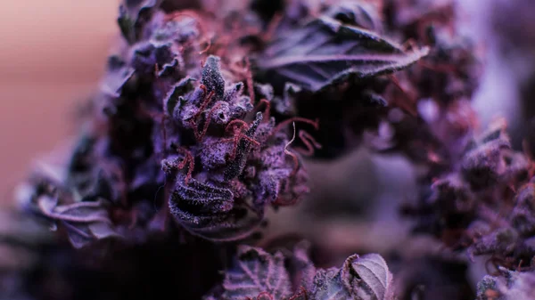 Botões de maconha macro. Estirpes de maconha medicinal 2018 — Fotografia de Stock