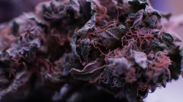Bakken van cakejes en koekjes van medische marihuana close-up — Stockfoto