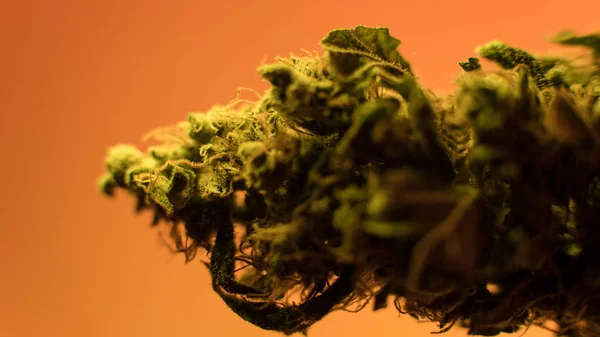 Marihuana-Knospen in den Händen von Rastamann aus nächster Nähe. medizinisches Marihuana-Verteilungskonzept — Stockfoto