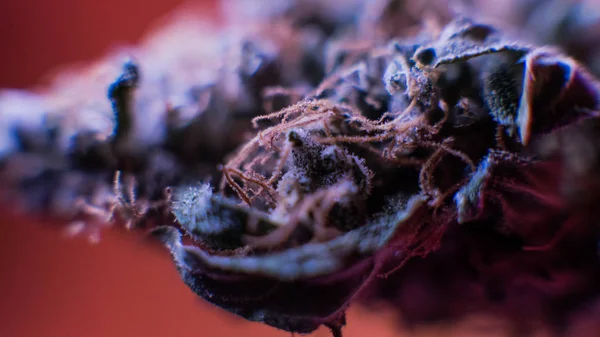 Melhores botões de marijuana. Purple Haze, Indica, Sativa, OG, Kush — Fotografia de Stock