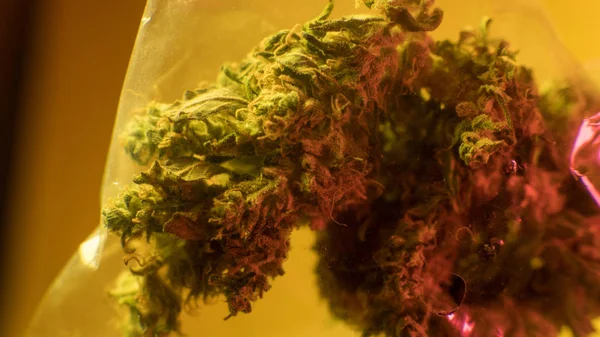 En iyi esrar suşları tomurcukları. Mor Haze Indica Sativa, Og, Kush