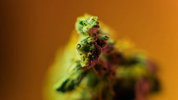 Botões de maconha macro. Estirpes de maconha medicinal 2018 — Fotografia de Stock