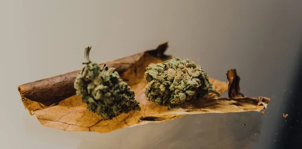 Unkraut stumpfen Nahaufnahme. zwei Knospen von Marihuana auf eine Zigarette Blatt liegend — Stockfoto