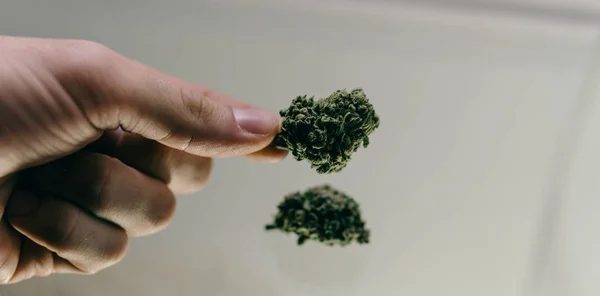 Botões de erva fecham. mãos dos homens estão considerando botões de maconha antes de fumar — Fotografia de Stock