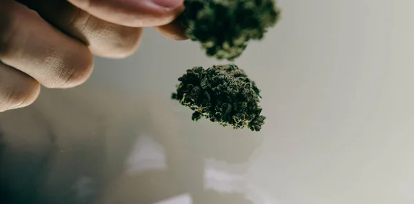 Botões de erva fecham. mãos dos homens estão considerando botões de maconha antes de fumar — Fotografia de Stock