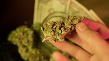 Tıbbi marihuana kavramı. tıbbi marihuana Dispanseri kavramı
