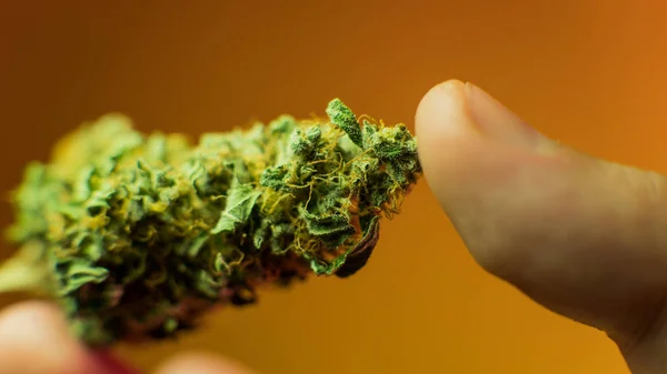 Close Up marihuana toppen in mans hand met warme achtergrond. Medische marihuana bud — Stockfoto