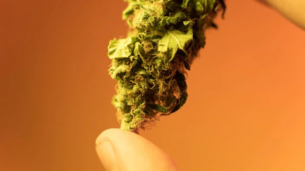 Marihuana-Knospen in den Händen von Rastamann aus nächster Nähe. medizinisches Marihuana-Verteilungskonzept — Stockfoto