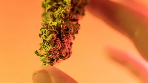 Brotes de marihuana en manos de rasta mans close-up .medical marijuana dispensary concept — Foto de Stock