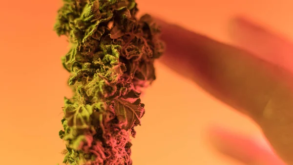Close Up Marijuana Buds in mano mans con sfondo caldo. Germoglio di marijuana medica — Foto Stock