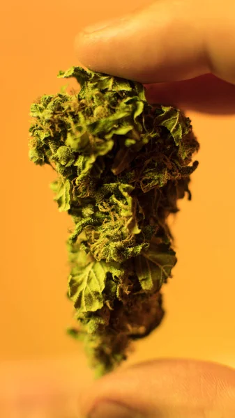 Läkemedel Cannabis i shrink wrap paket från sjukstugan — Stockfoto