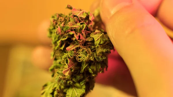 Feche os botões de maconha na mão dos homens com fundo quente. Bud de maconha medicinal — Fotografia de Stock