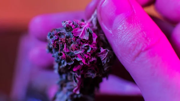 Μακροεντολή μπουμπούκια μαριχουάνα. Ιατρική μαριχουάνα τεντώνει 2018 — Φωτογραφία Αρχείου