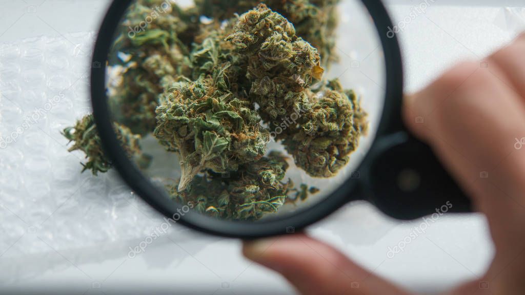 High-quality medical buds of marijuana concept