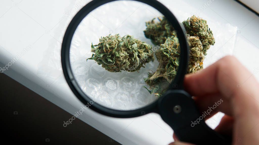  high-quality medical buds of marijuana concept